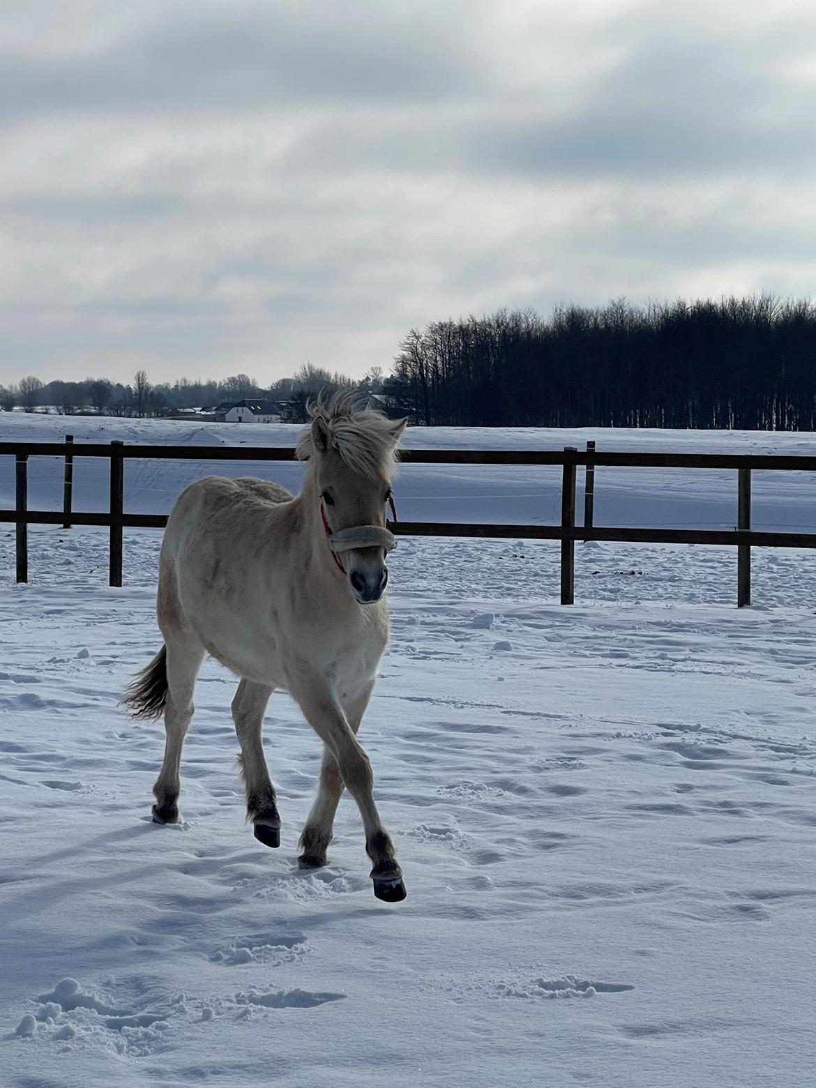 Fjordhest Golden stella billede 5