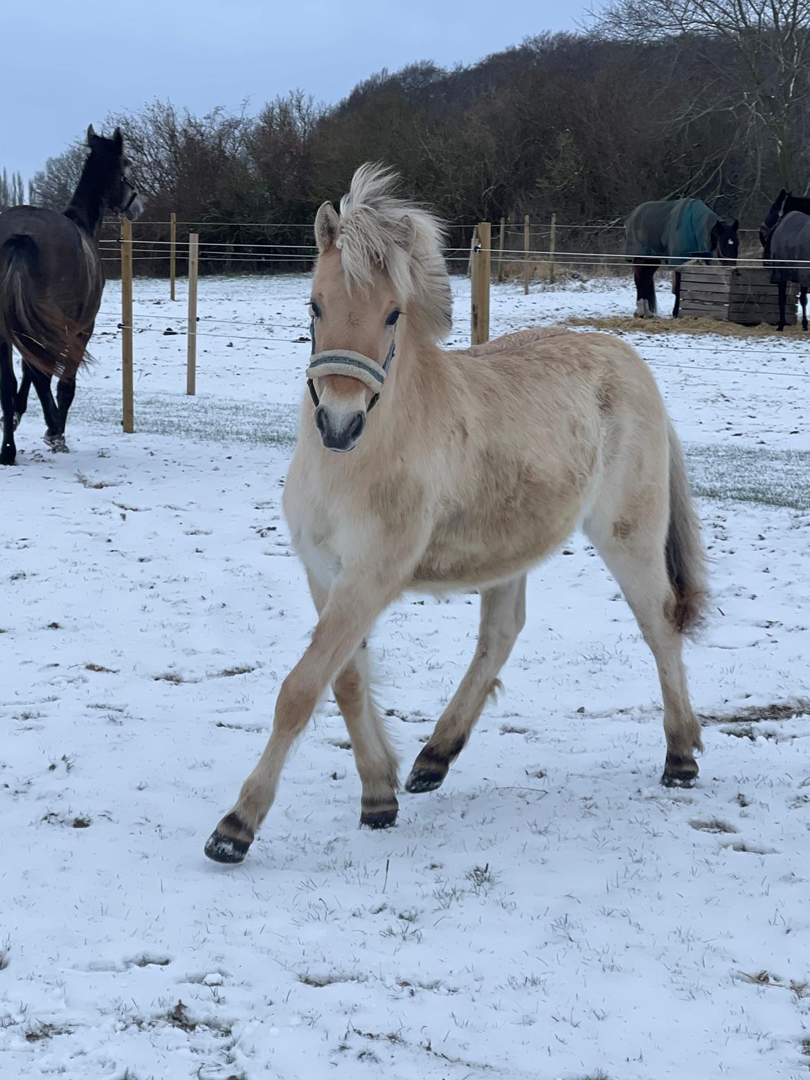 Fjordhest Golden stella billede 16