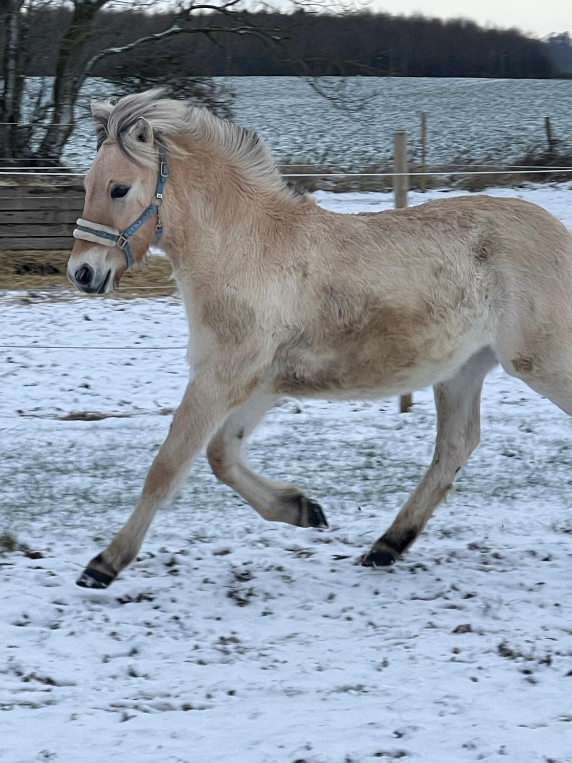 Fjordhest Golden stella billede 18