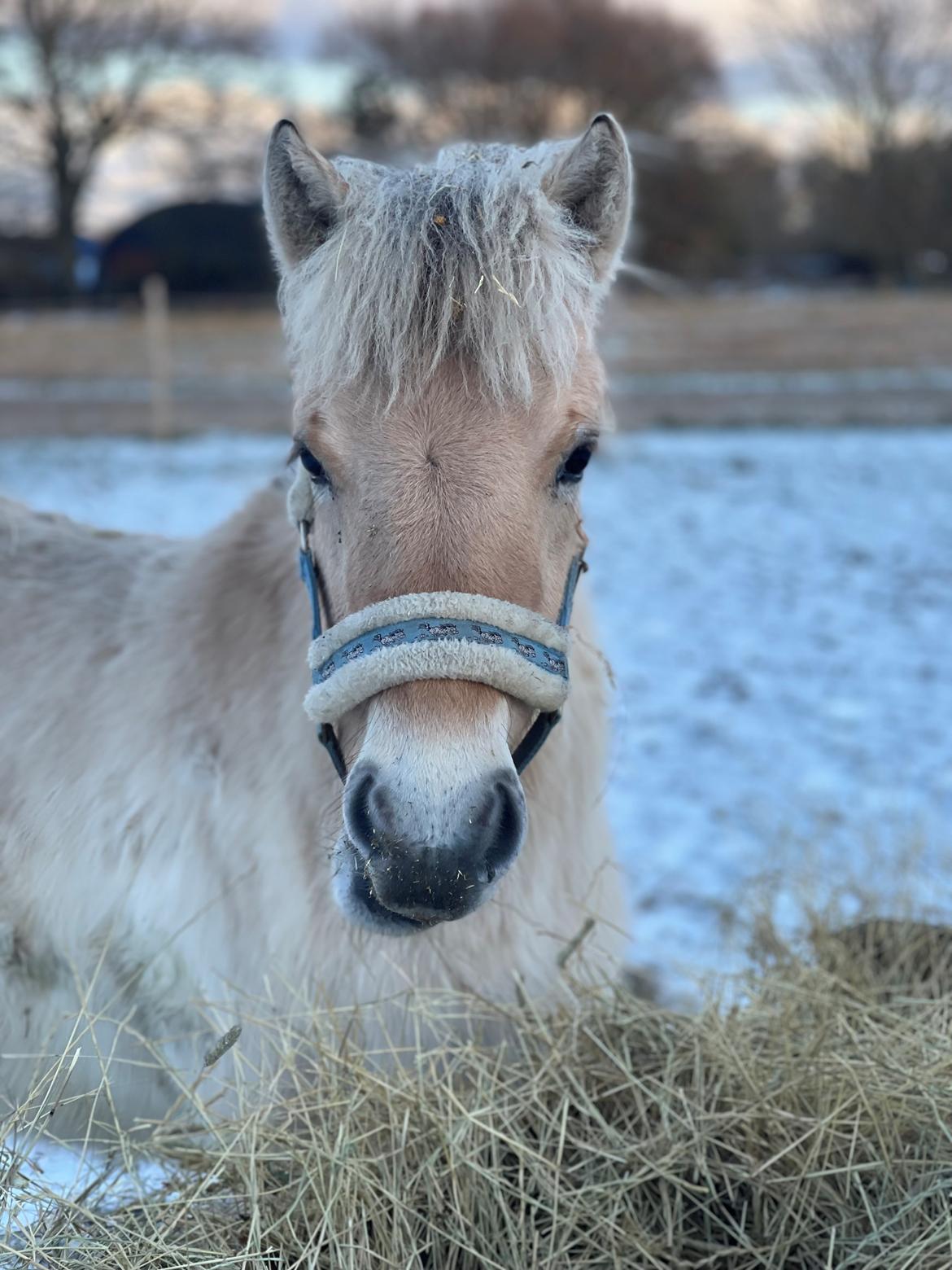 Fjordhest Golden stella billede 19