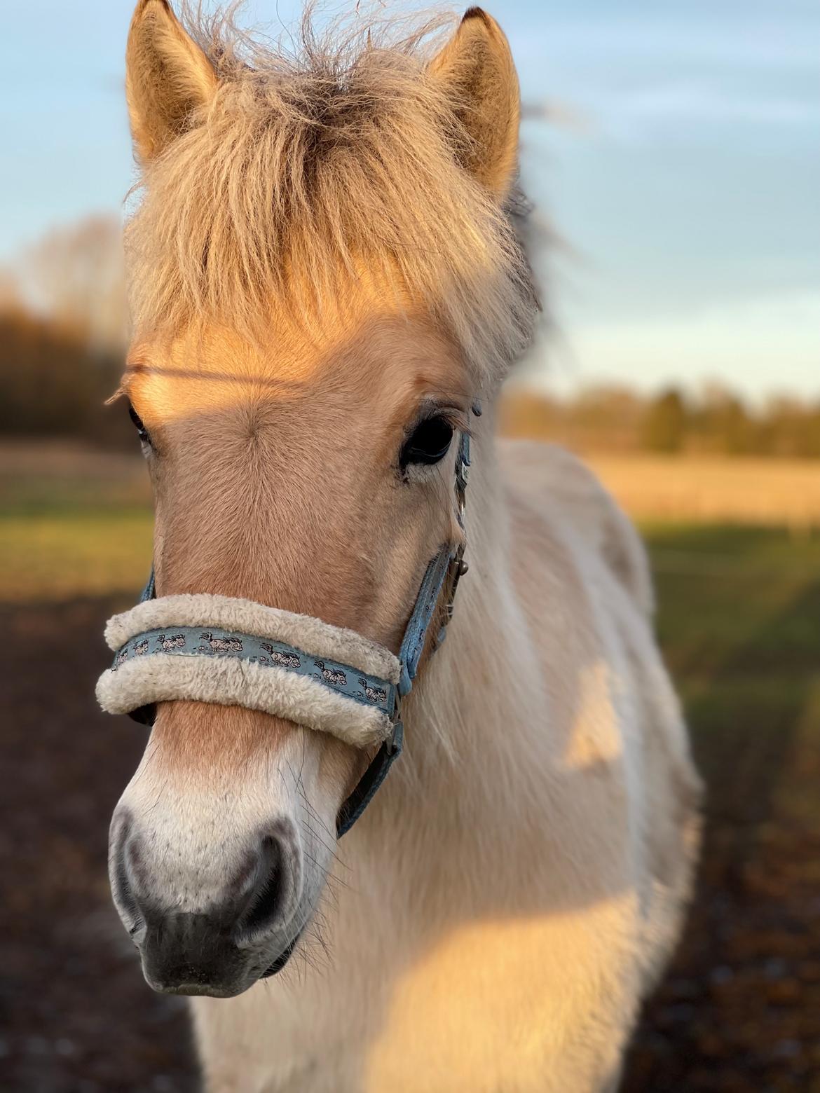 Fjordhest Golden stella billede 20