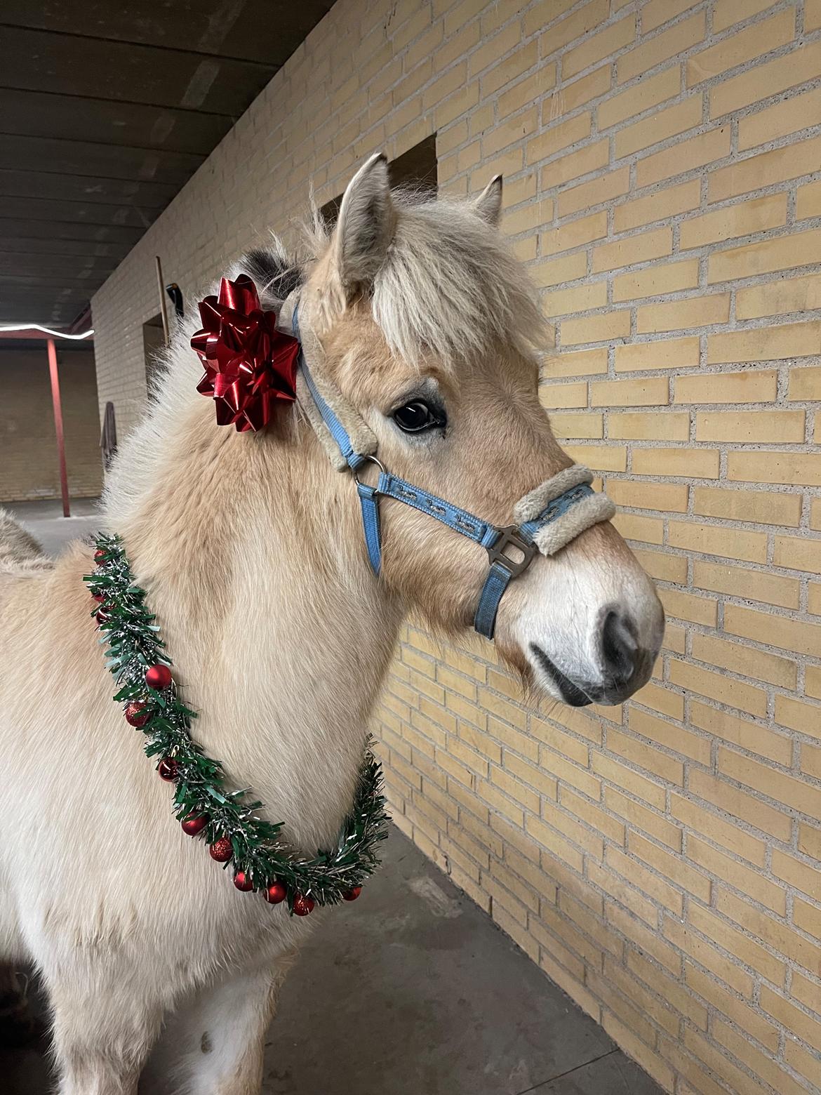 Fjordhest Golden stella billede 22