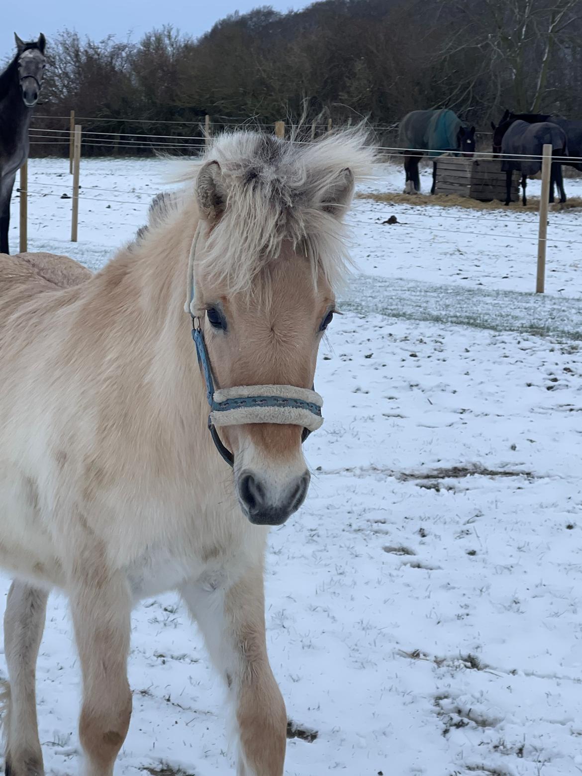 Fjordhest Golden stella billede 15