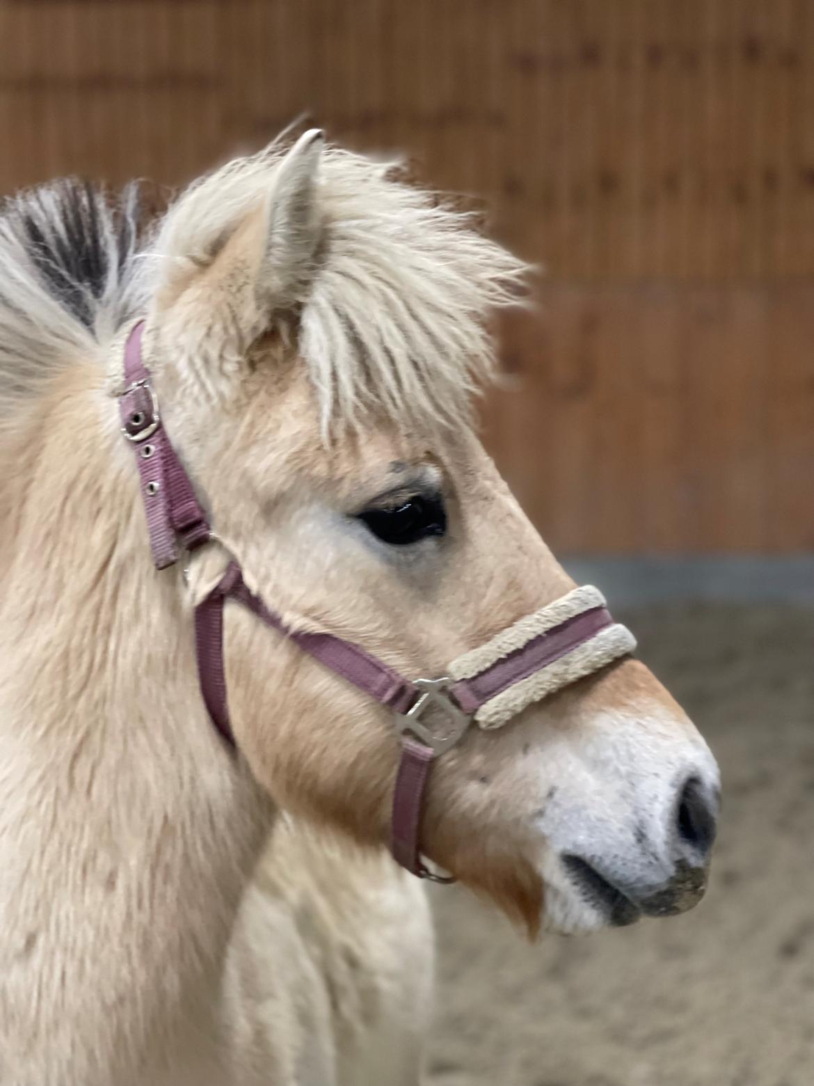 Fjordhest Golden stella billede 23