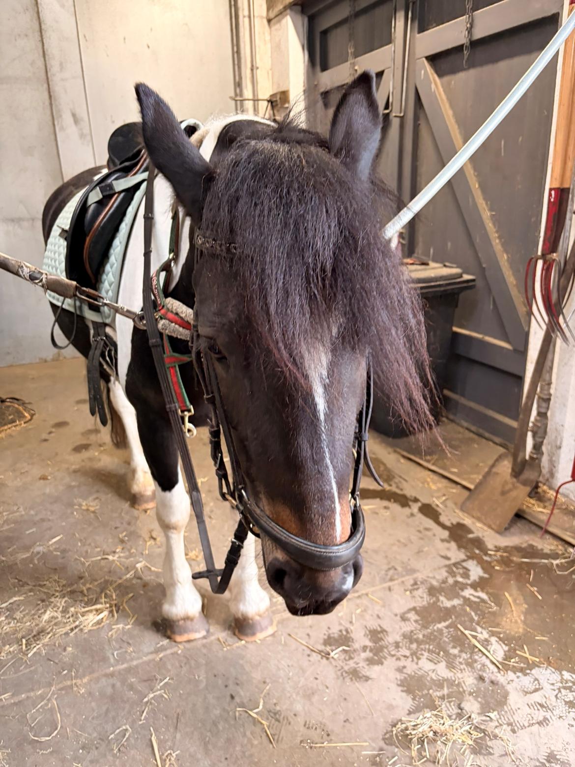 Tinker Tinka billede 6