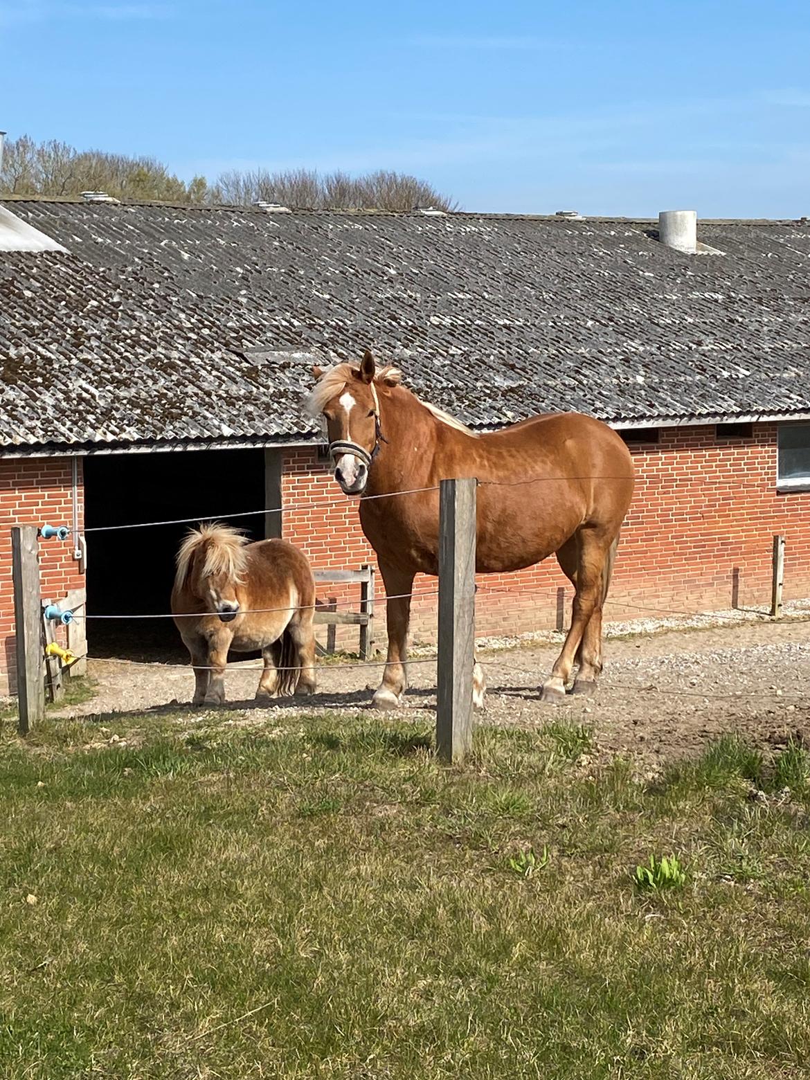 Haflinger Dejzi billede 2
