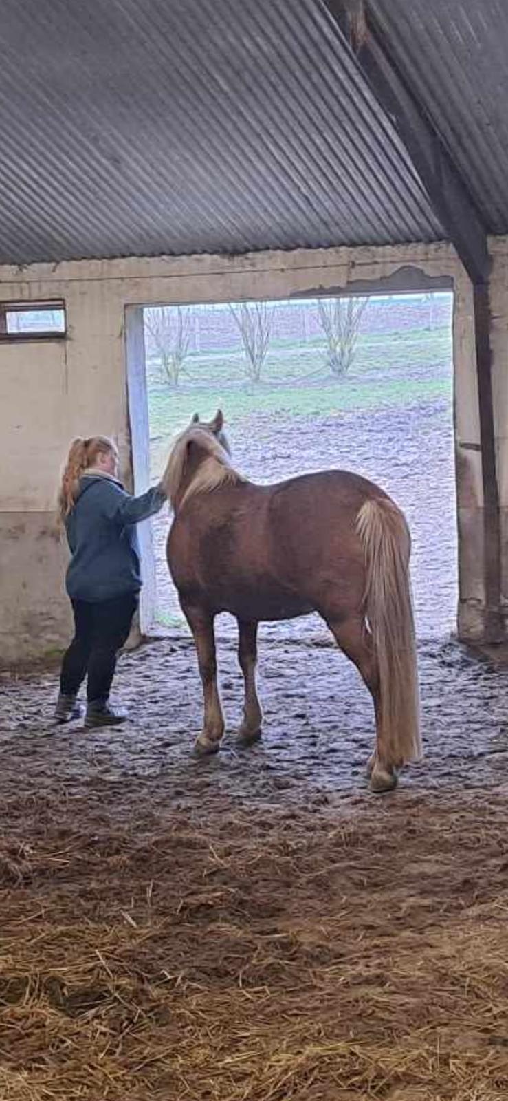 Haflinger Dejzi billede 3