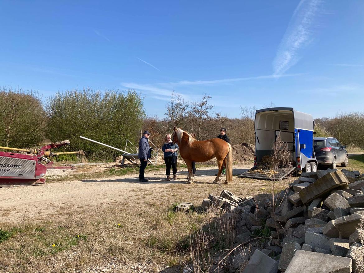 Haflinger Dejzi billede 1