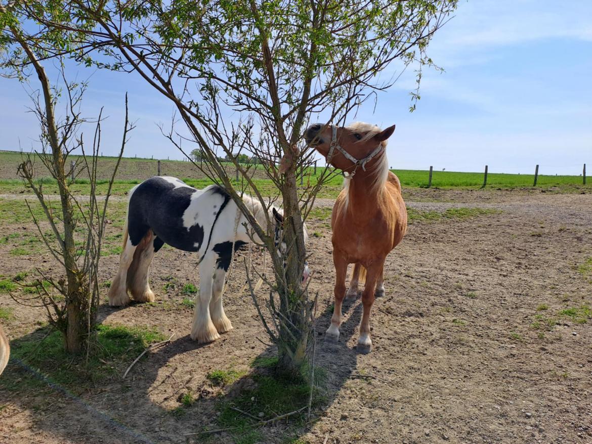 Haflinger Dejzi billede 4
