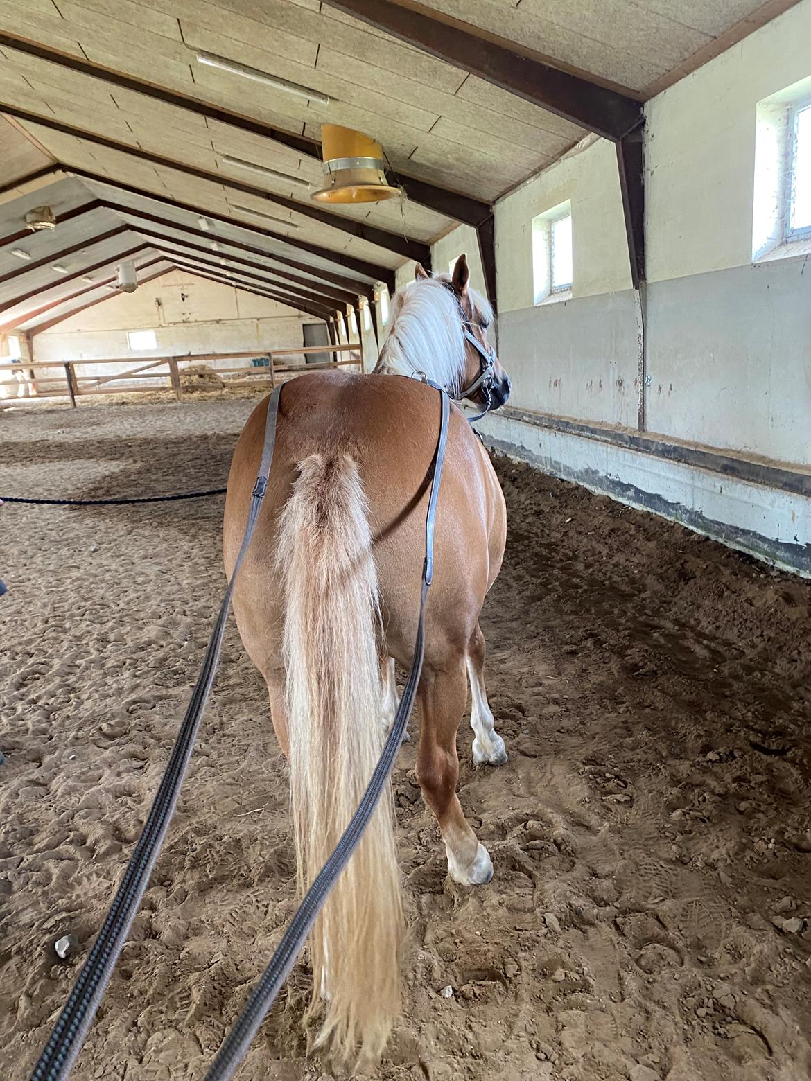 Haflinger Dejzi billede 6