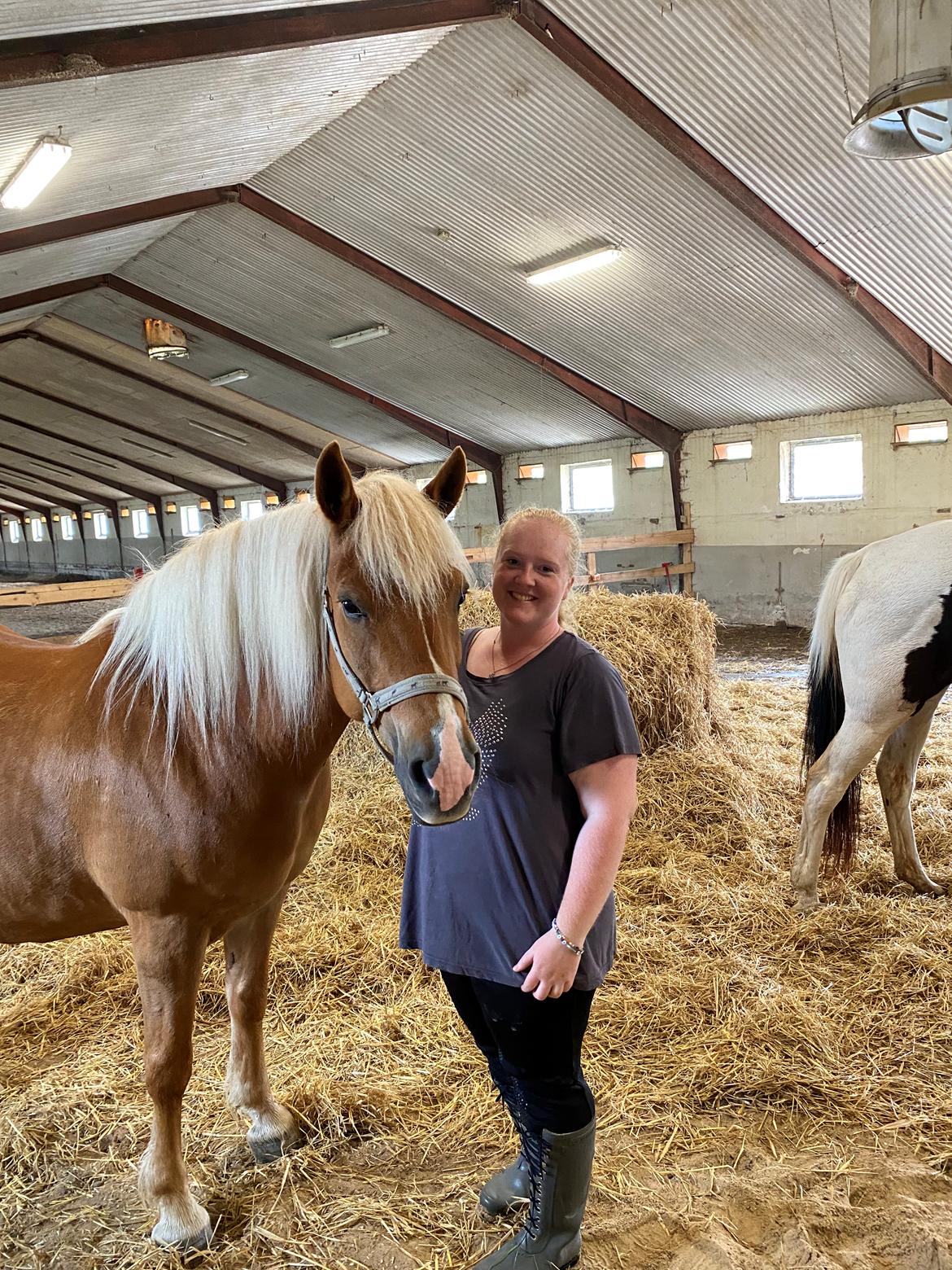Haflinger Dejzi billede 5