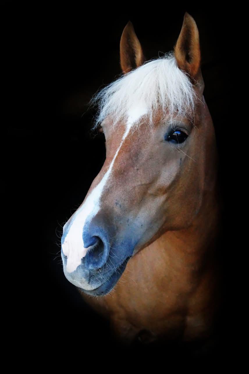 Haflinger Dejzi billede 8