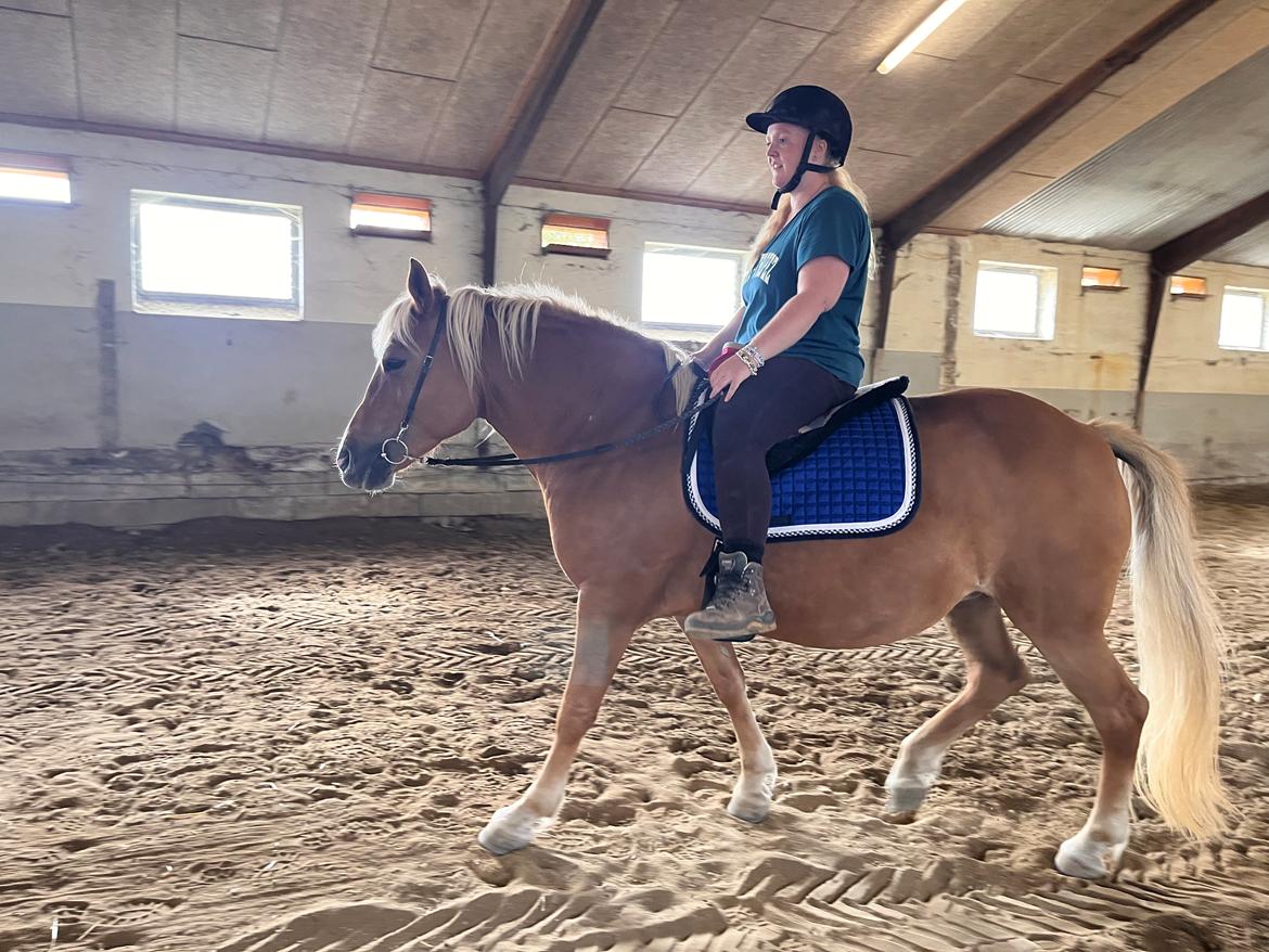 Haflinger Dejzi billede 9