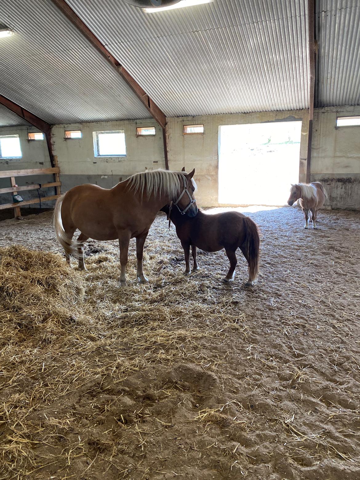 Haflinger Dejzi billede 7