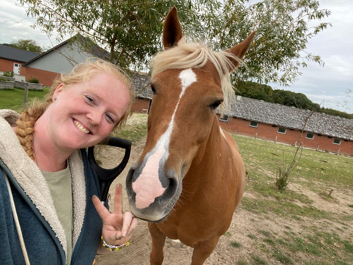 Haflinger Dejzi billede 10