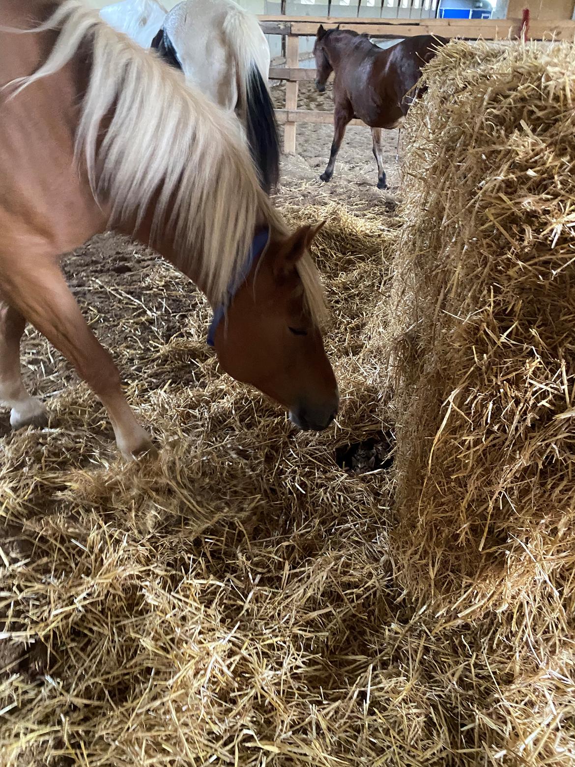 Haflinger Dejzi billede 11
