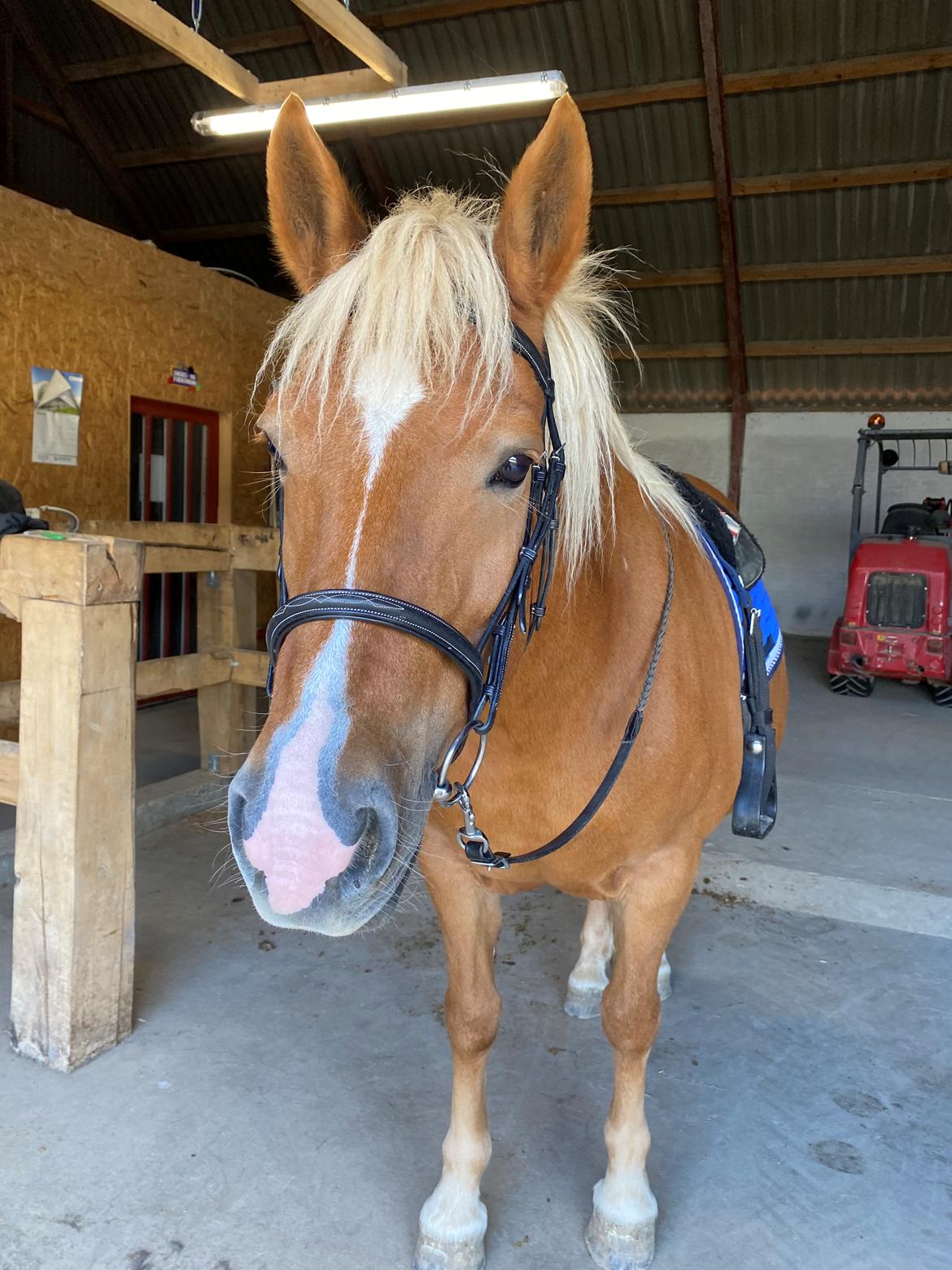 Haflinger Dejzi billede 12