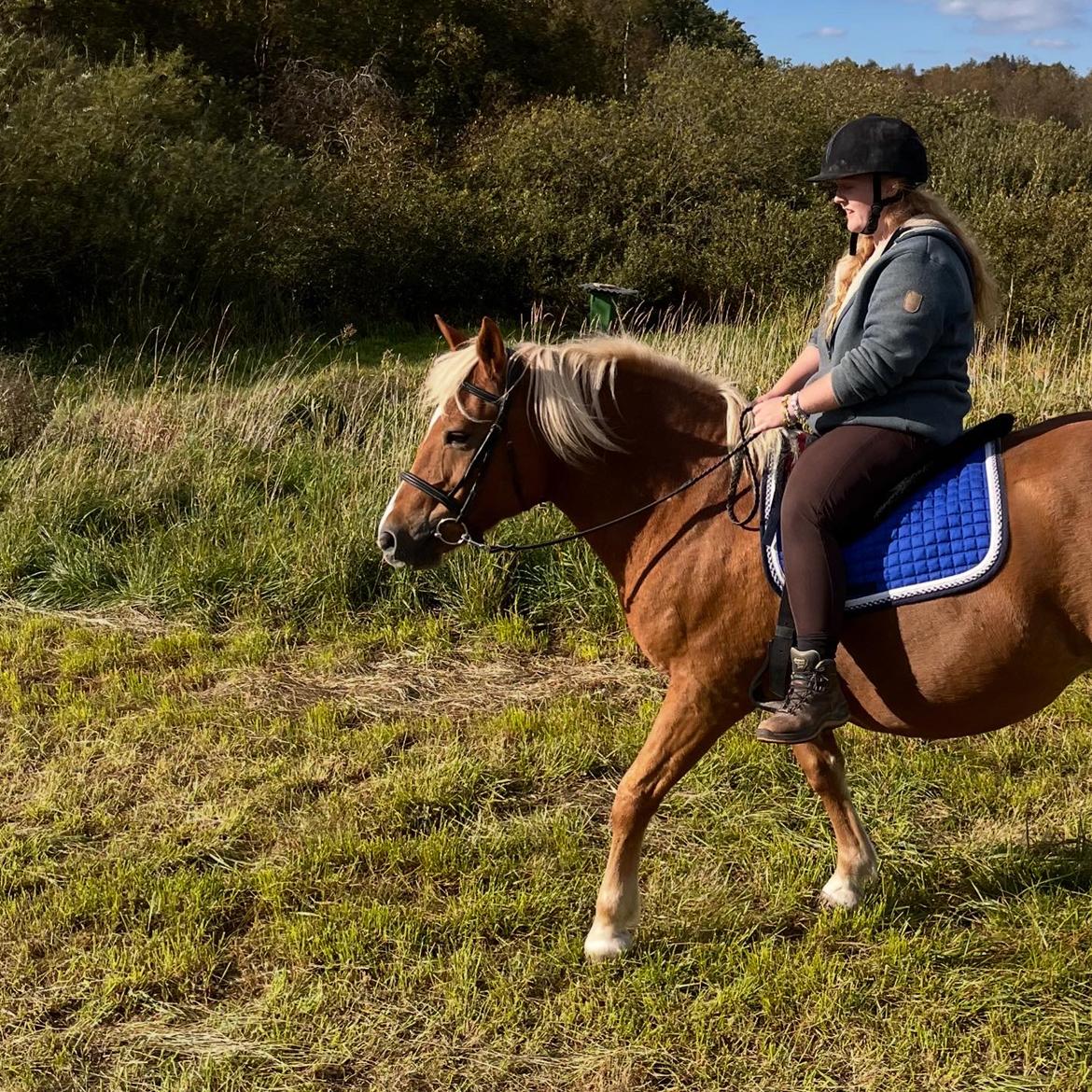 Haflinger Dejzi billede 13