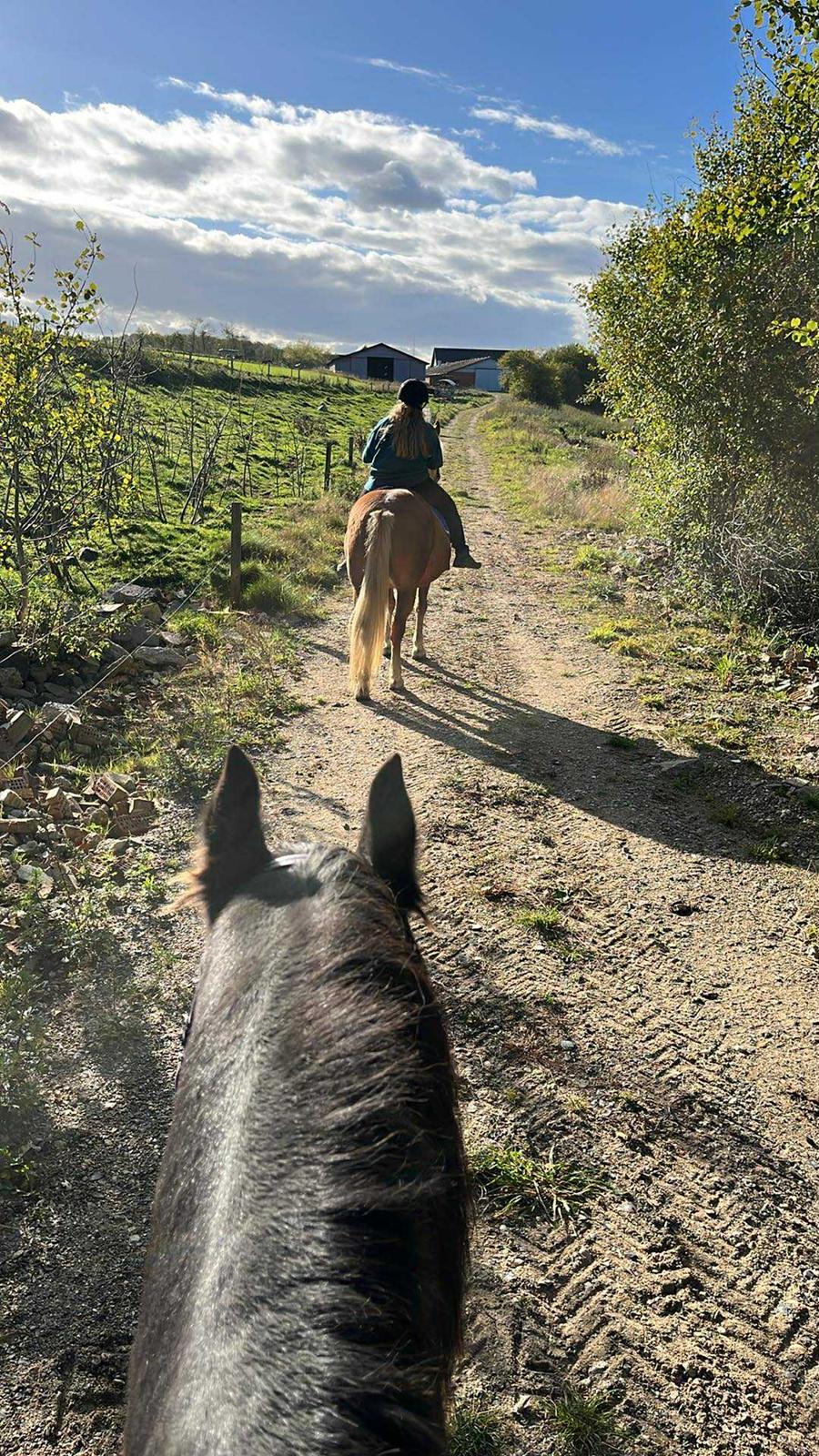 Haflinger Dejzi billede 15