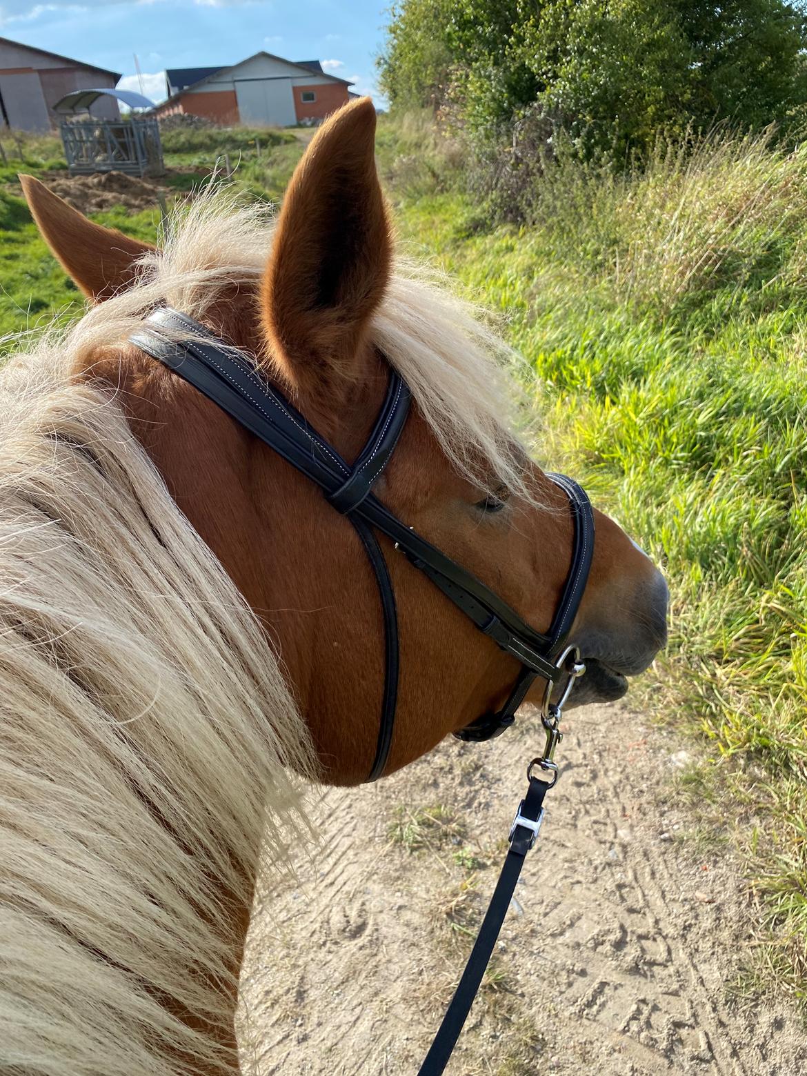 Haflinger Dejzi billede 14
