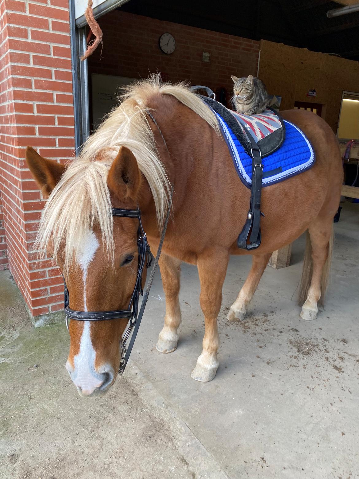 Haflinger Dejzi billede 16