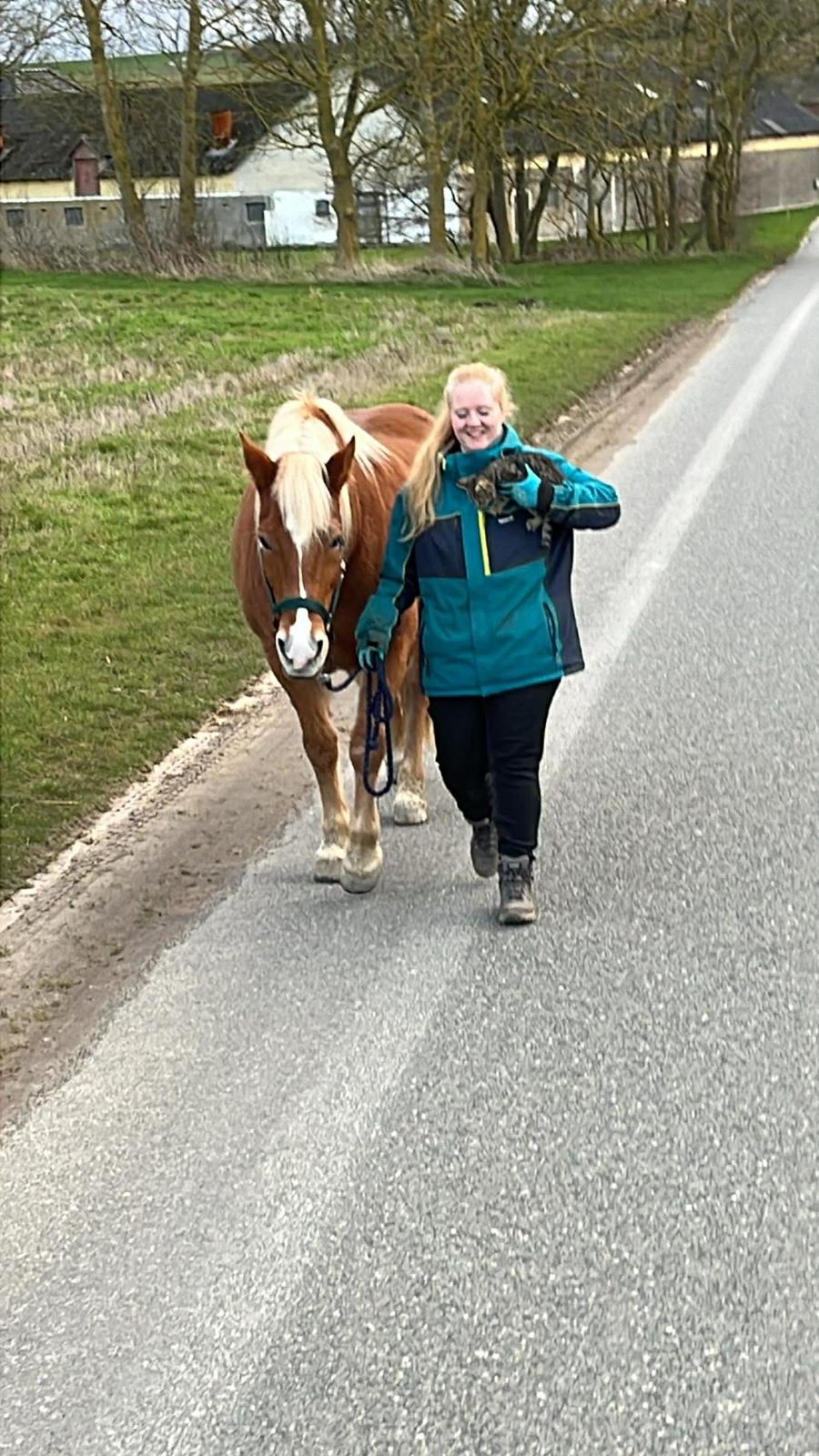 Haflinger Dejzi billede 18