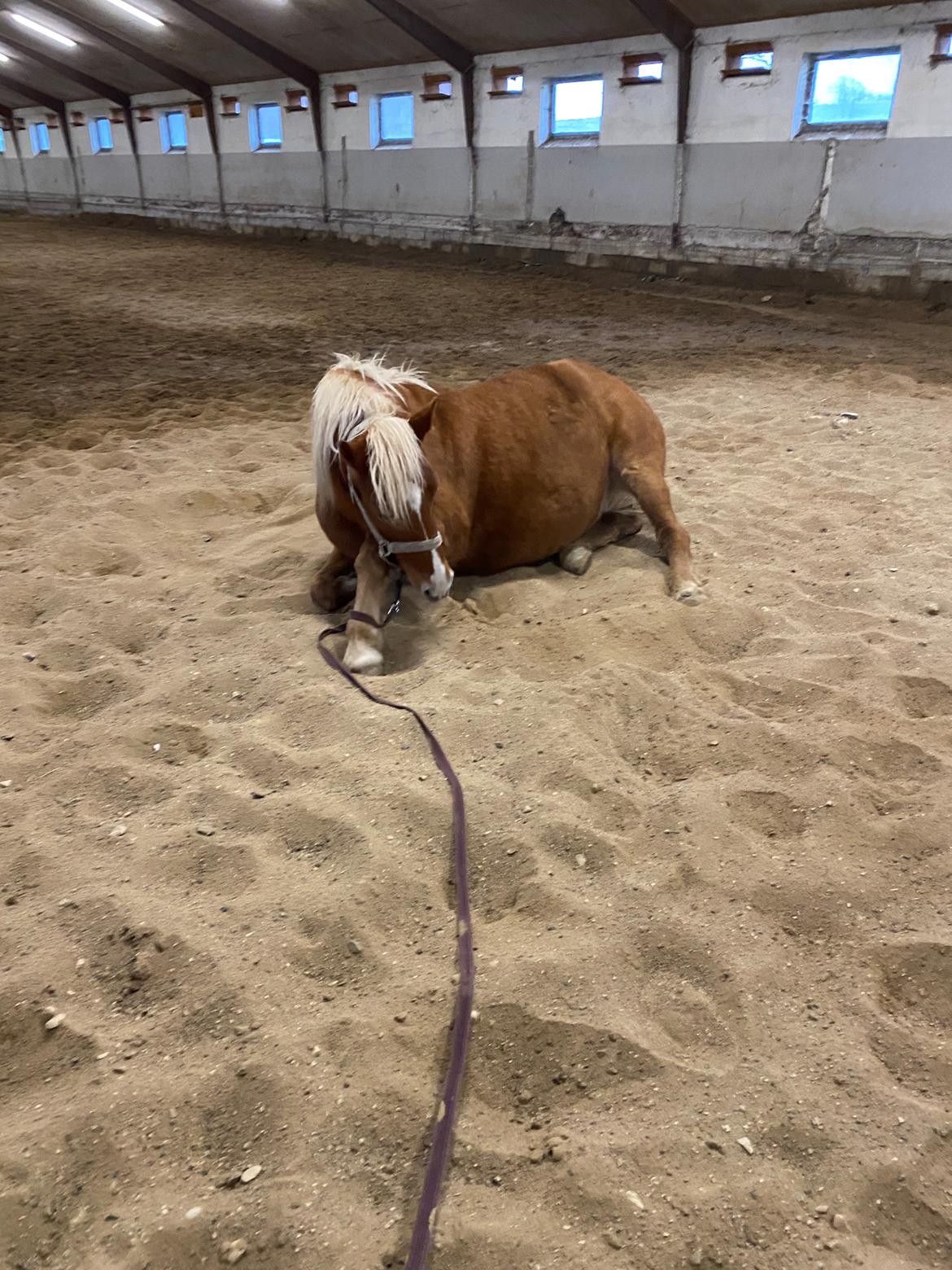 Haflinger Dejzi billede 17