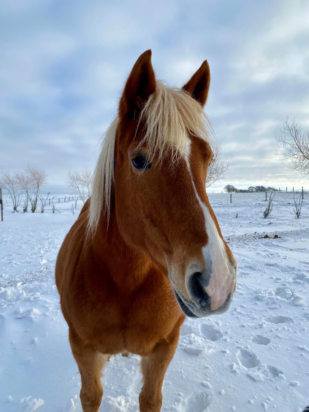 Haflinger Dejzi billede 19