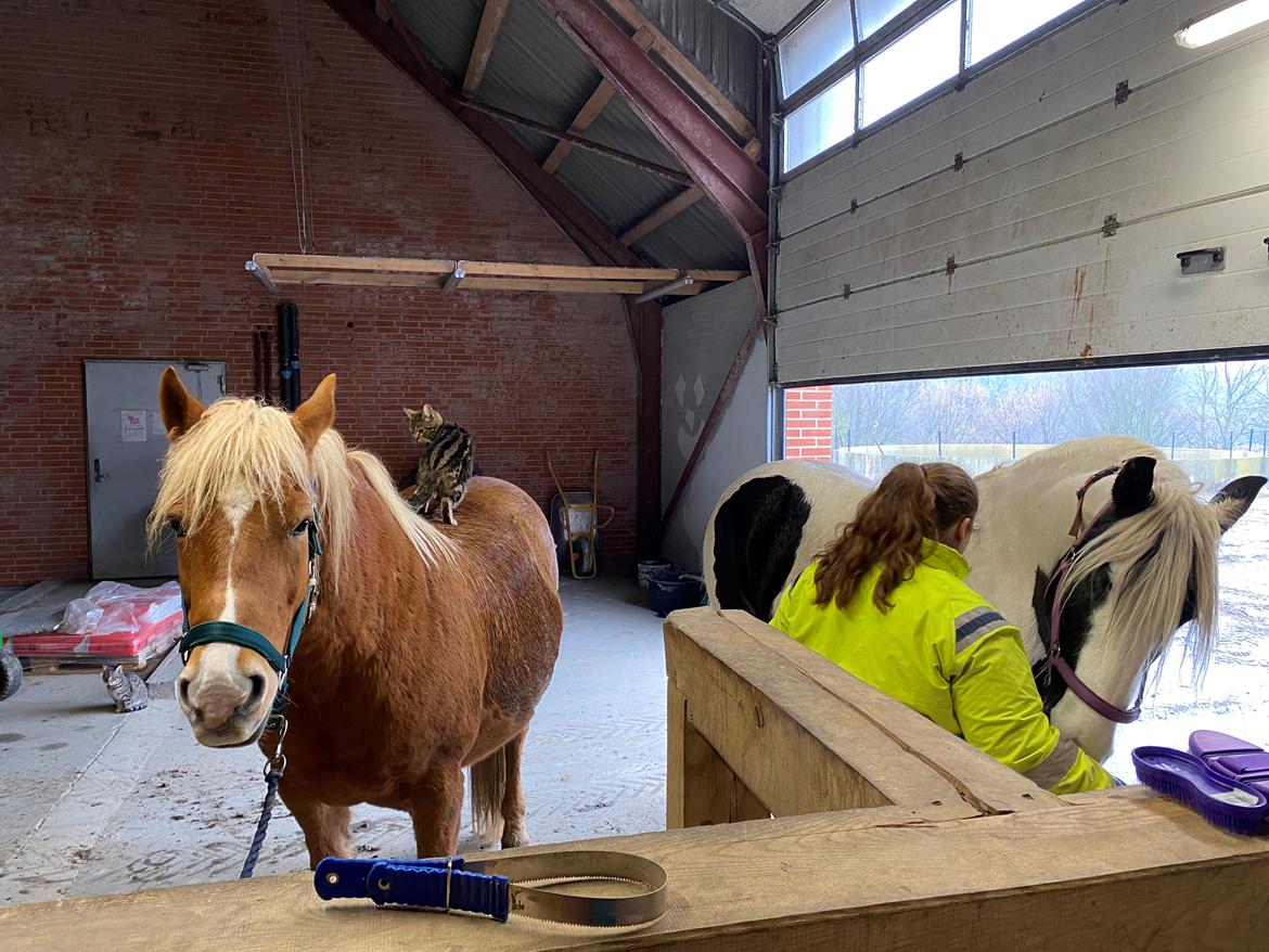 Haflinger Dejzi billede 20
