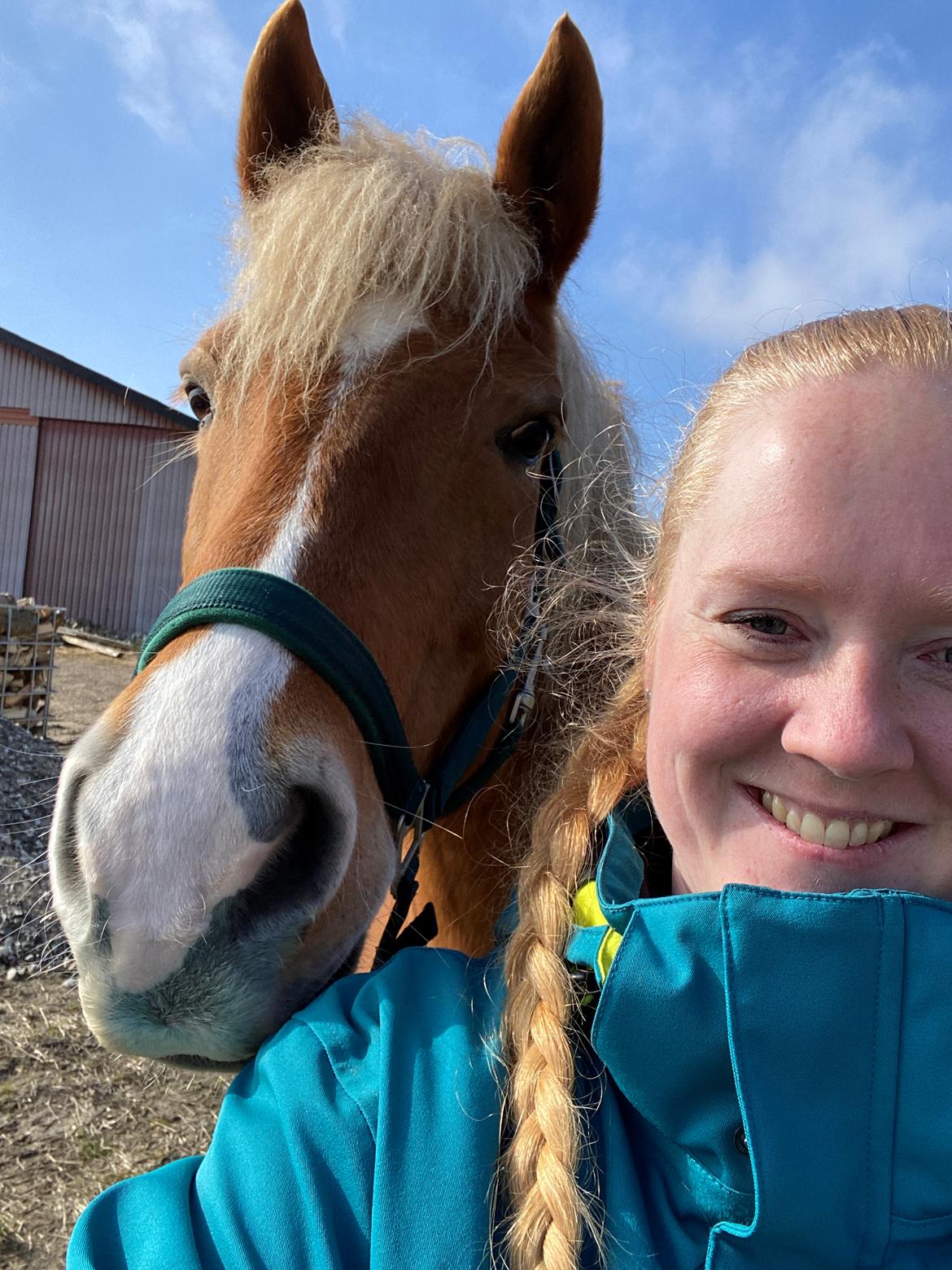 Haflinger Dejzi billede 21