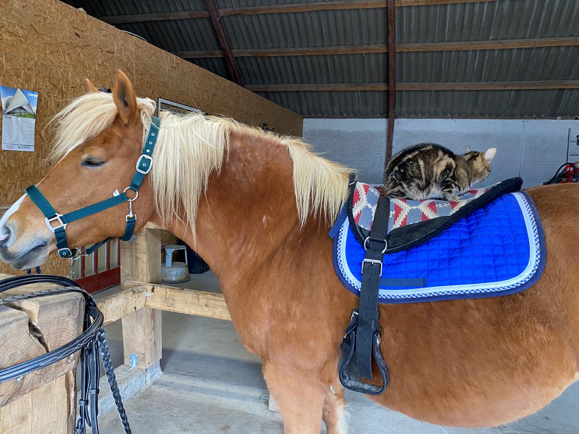 Haflinger Dejzi billede 22