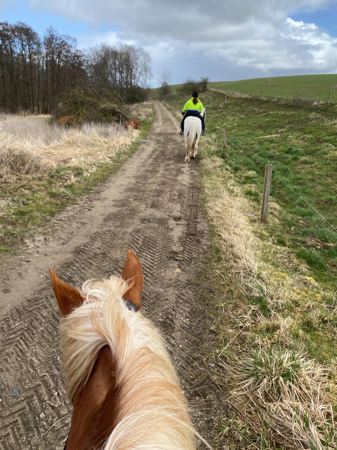 Haflinger Dejzi billede 23