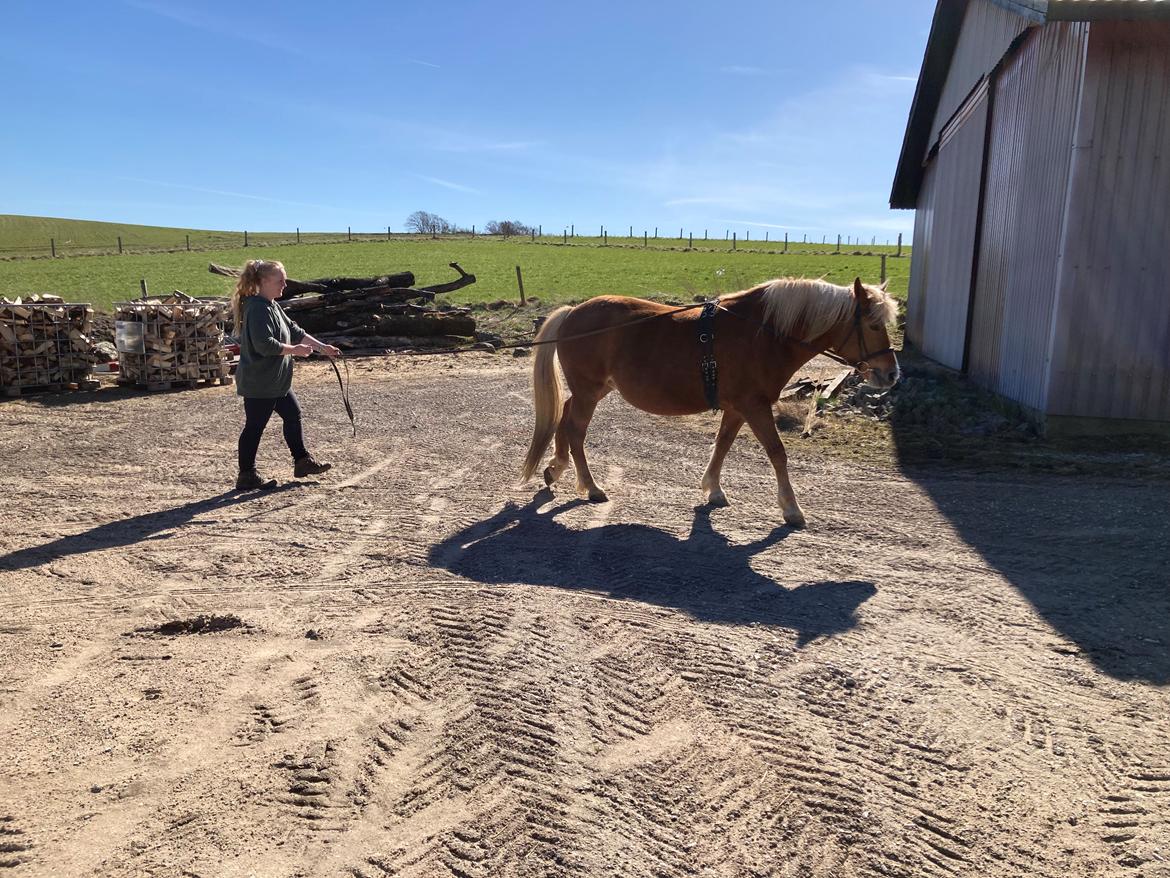 Haflinger Dejzi billede 24