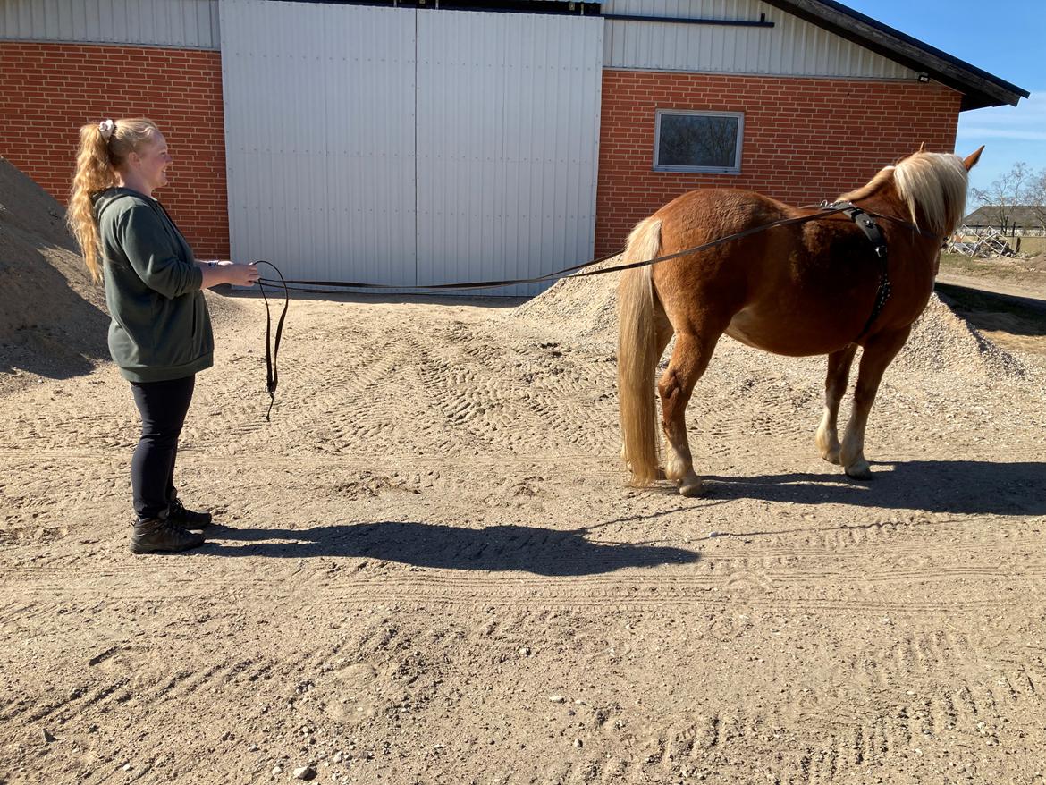 Haflinger Dejzi billede 25