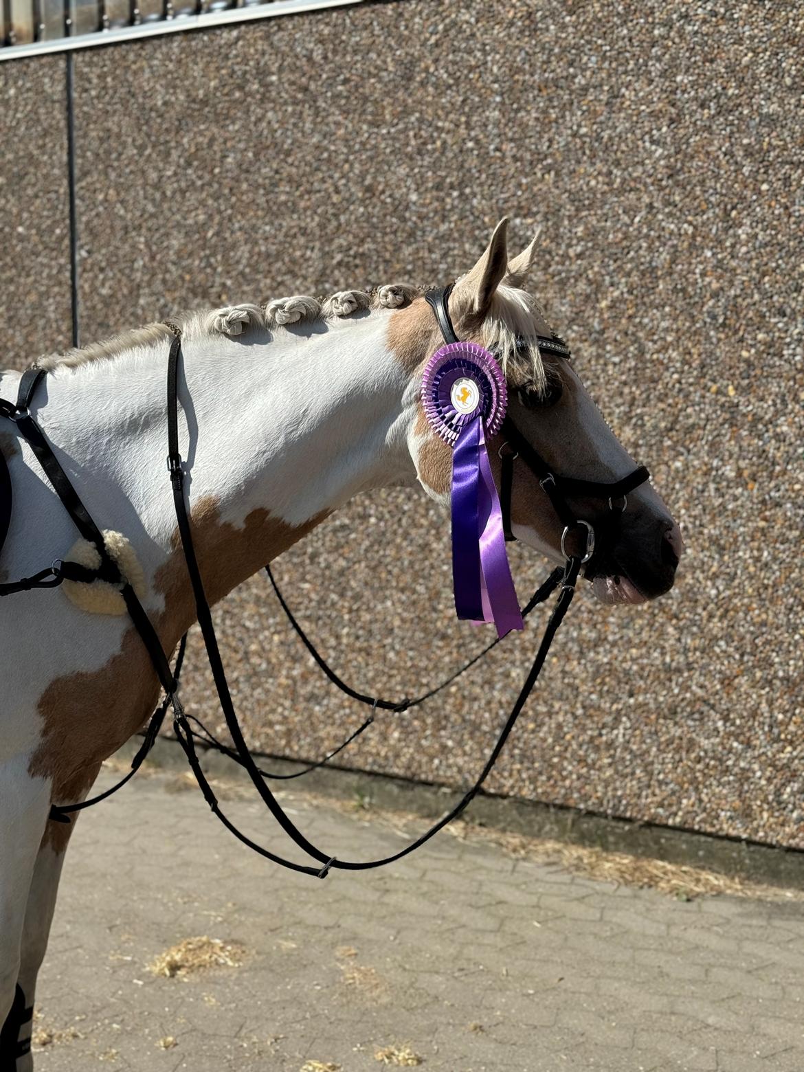 Hollandsk Sportspony SweetHeart billede 18