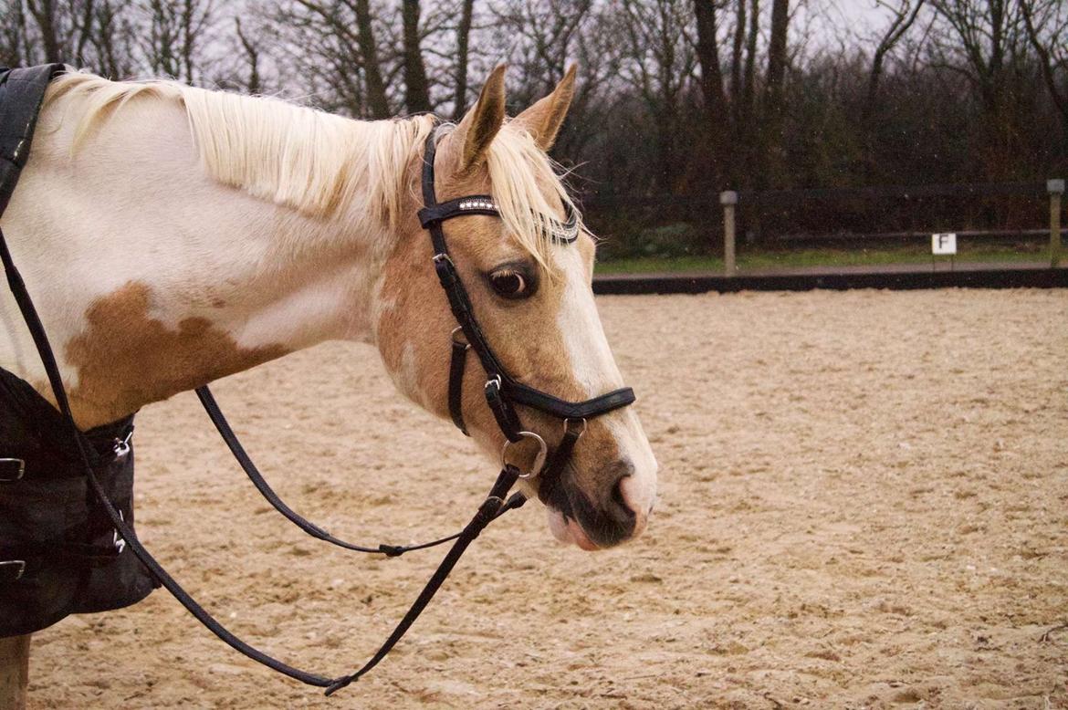 Hollandsk Sportspony SweetHeart billede 21