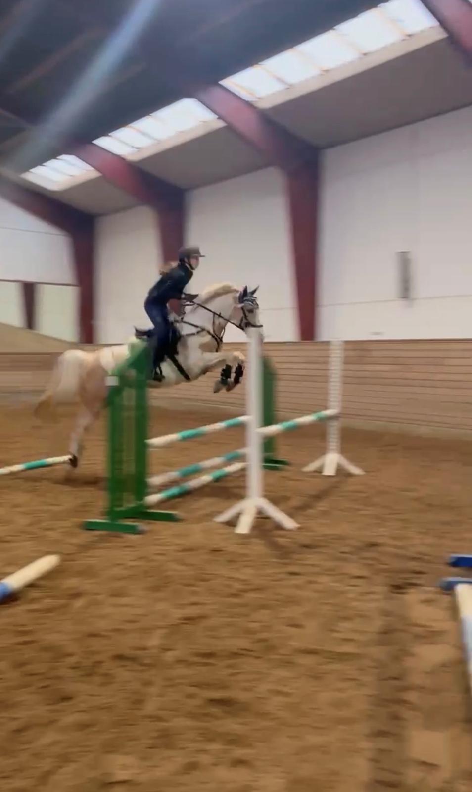 Hollandsk Sportspony SweetHeart billede 22