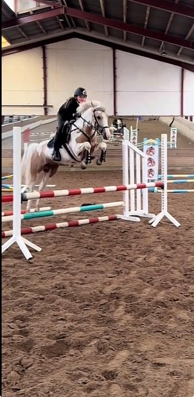 Hollandsk Sportspony SweetHeart billede 23