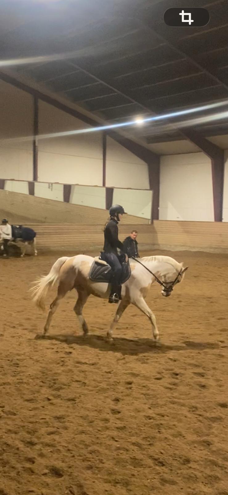 Hollandsk Sportspony SweetHeart billede 24