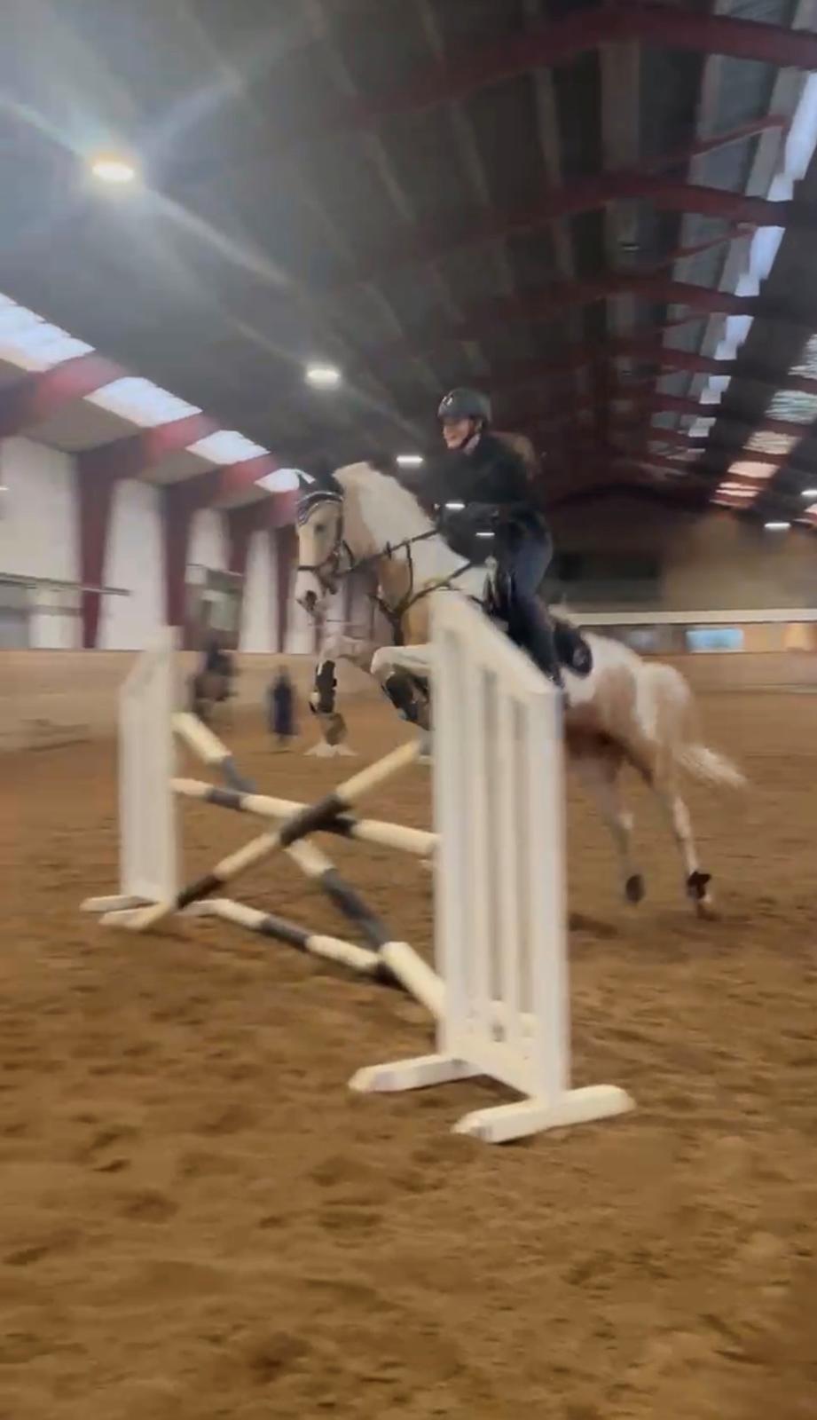 Hollandsk Sportspony SweetHeart billede 25