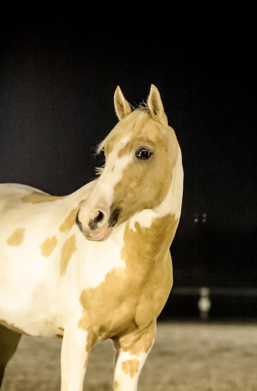 Hollandsk Sportspony SweetHeart billede 26