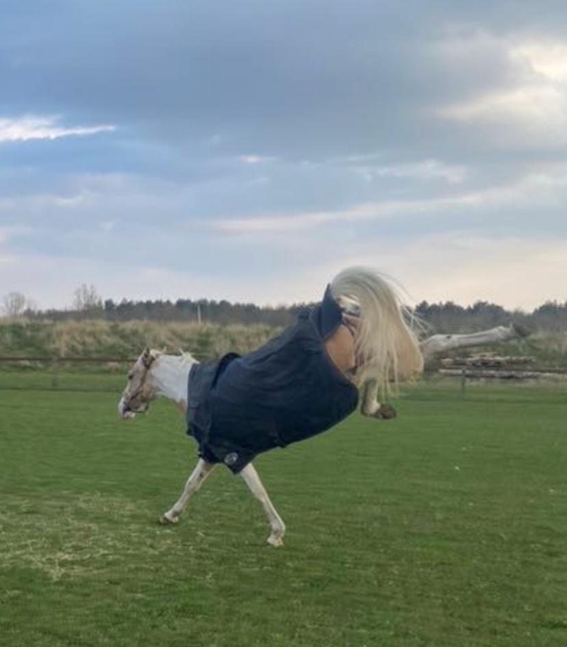 Hollandsk Sportspony SweetHeart billede 27