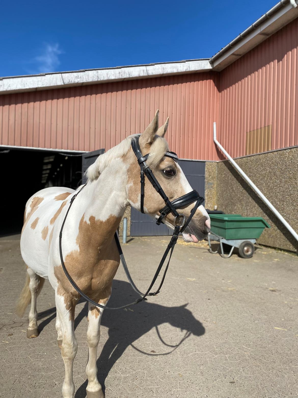 Hollandsk Sportspony SweetHeart billede 28
