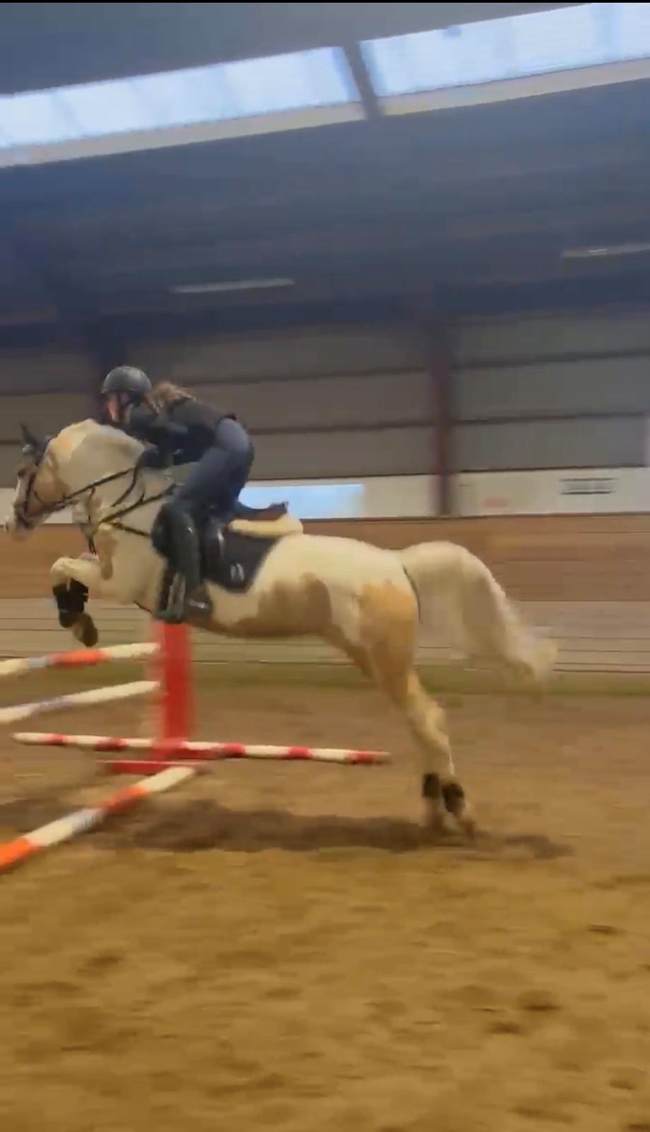 Hollandsk Sportspony SweetHeart billede 29