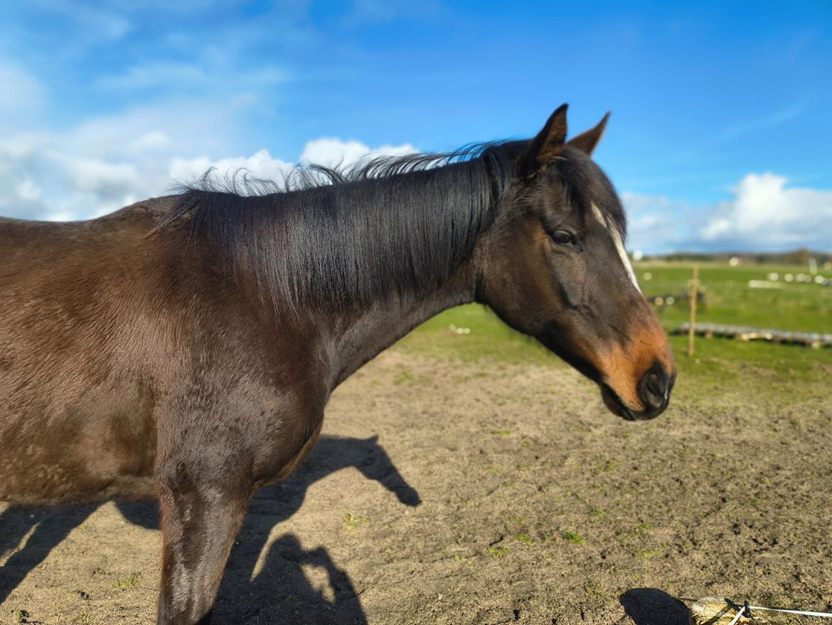 Fuldblod (XX) Lady stella xx billede 2