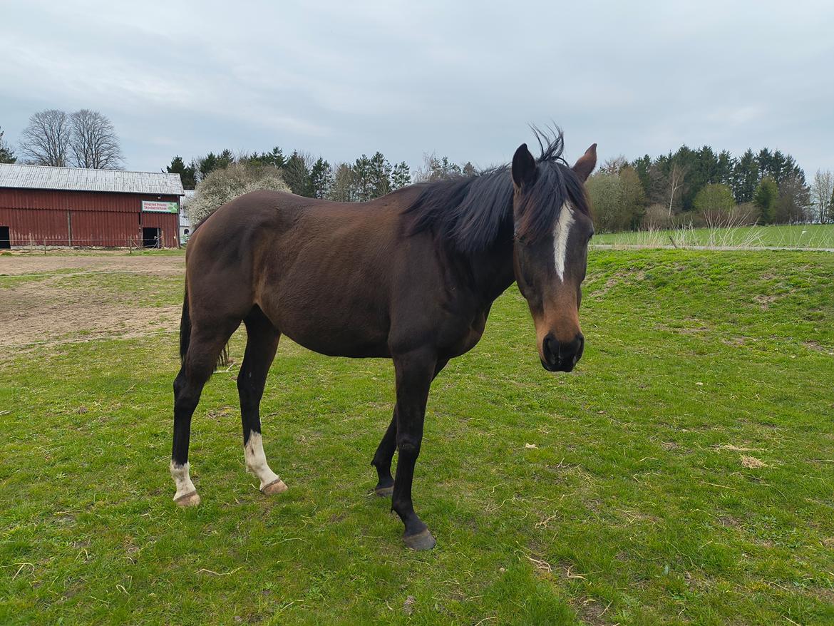 Fuldblod (XX) Lady stella xx billede 4