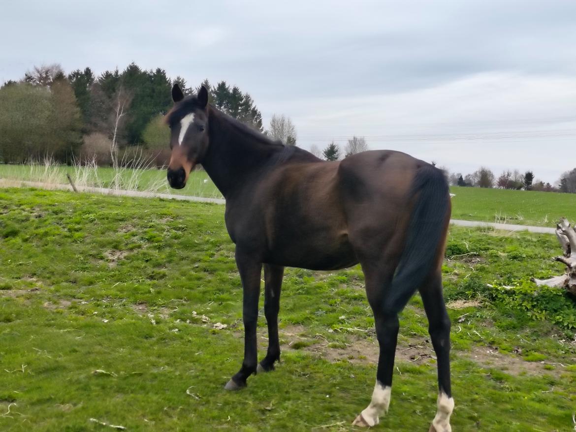 Fuldblod (XX) Lady stella xx billede 5