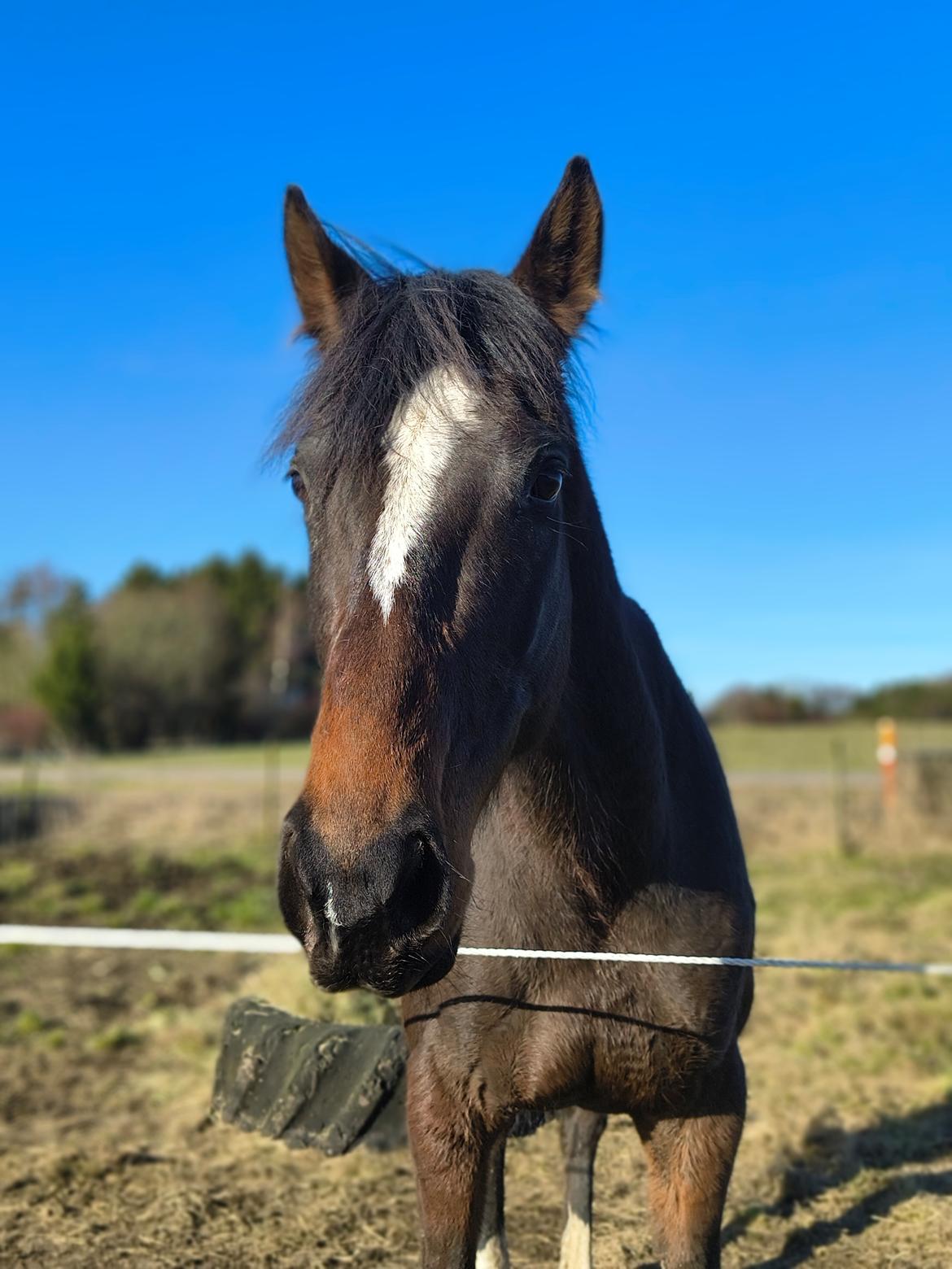 Fuldblod (XX) Lady stella xx billede 1