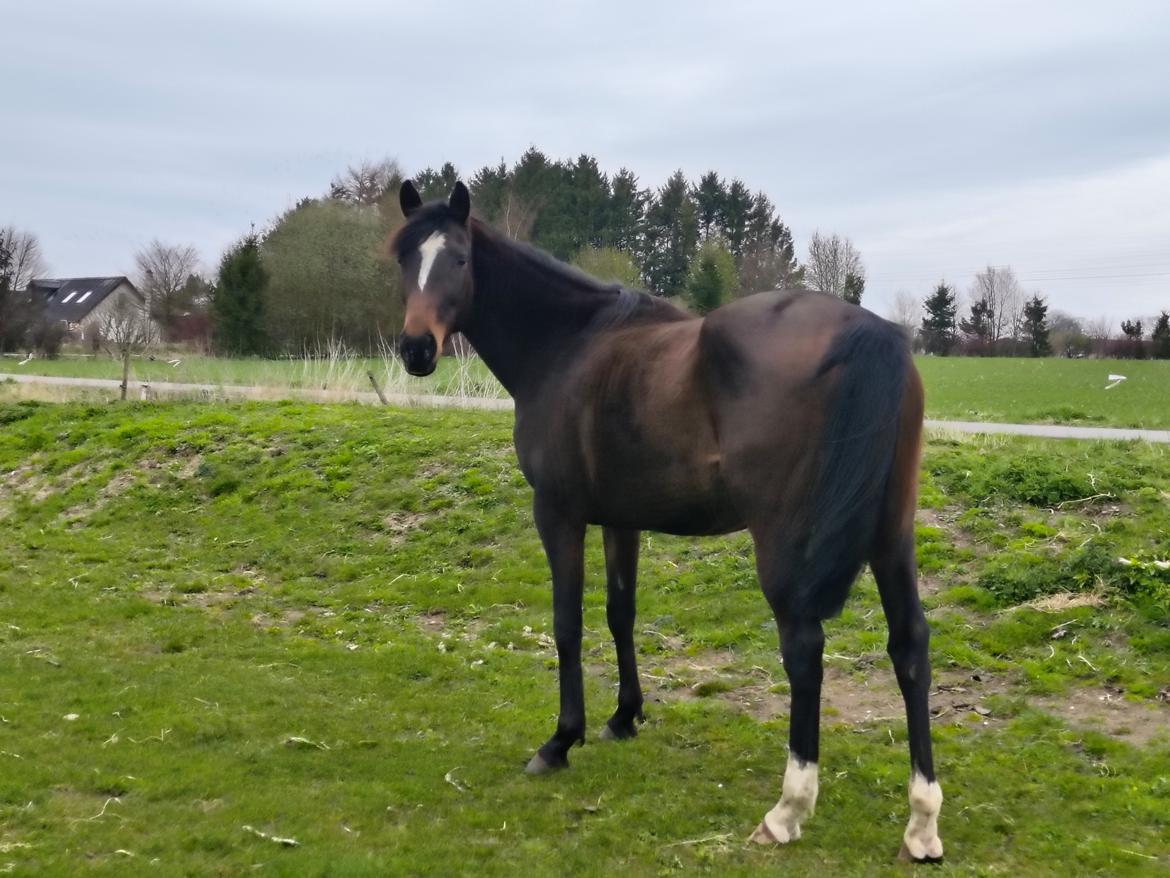 Fuldblod (XX) Lady stella xx billede 3