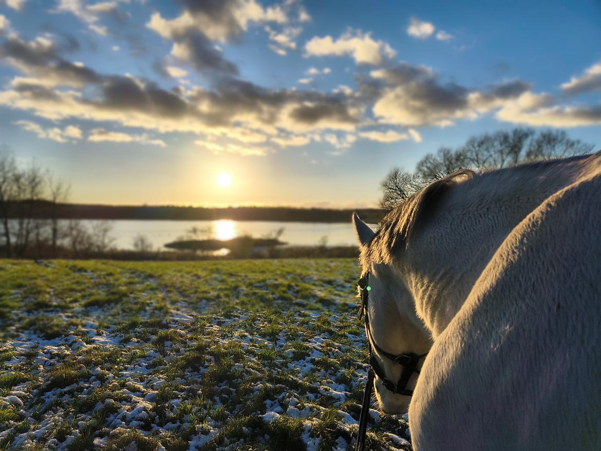 Furioso Lélek  billede 3